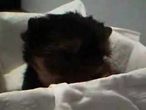 YORKSHIRE TERRIER PUPPY FROM OLIVES ...