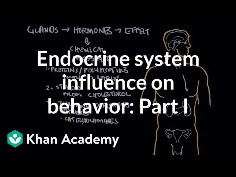 How does the endocrine system affect behavior?