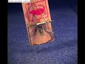 Mousetrap, high speed camera