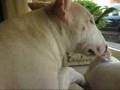 Bull Terrier Miniatura video