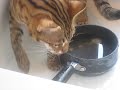 Mowgli Likes Potatoes