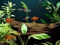 Aquário 200 litros v2.0 Aquário 200 litros v2.0