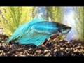 Fish Slideshow.