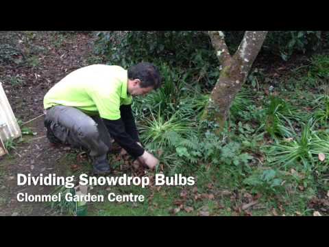 how to transplant snowdrops in the green