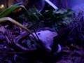 Juvenile Yellow Rat Snake Kills and Eats Its prey
