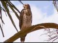 Cross Flight of a Hawk