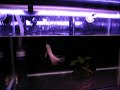 Juvenile Banjar Red Arowana Juvenile Banjar Red Arowana