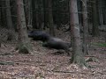 Pozor zle prase (Beware of pigs!)