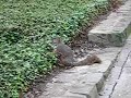 Vídeo: Esquilo Fail