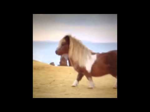 Funniest Vines of the Week (August 2014)