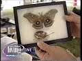 live appearance on woaitv san antonio, for the folk life festival, june 8 2006.  live silkworms, silk reeling, and wild silkmoths!