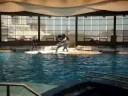 dolphin show @balt nat aquarium3 dolphin show @balt nat aquarium3