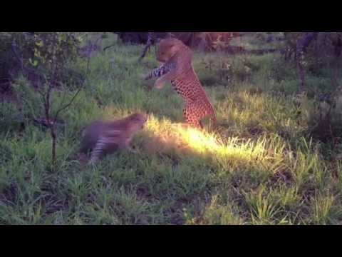 LEOPARD FIGHT