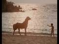 clip video Bryan Adams You Can't Take Me