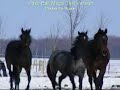 Copall horses - Everloving Copall horses - Everloving