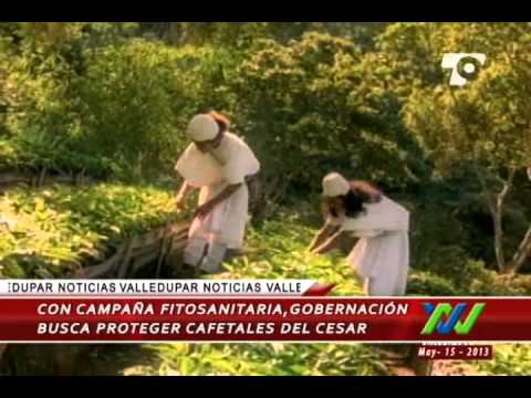 Con campaña fitosanitaria, Gobernación busca proteger cafetales del Cesar