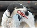 Saluki Mixage 2006 / 2007 منوعات صور سلقان