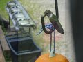 hummingbird-and-robins-nest.html