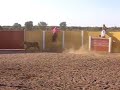 revolcones de la vaquilla a diegin