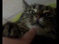 my cat funny