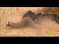 NatGeo: Dog Attack Styles