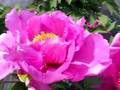 Tree Peonies 3