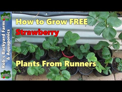 how to grow strawberries in tn