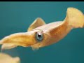Squid vs. whale