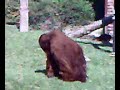 Orangutan Orangutan