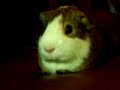 My Guinea Pig Bob Yawning My Guinea Pig Bob Yawning