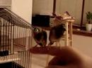 Baby Gouldian Baby Gouldian