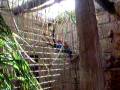 videos de Jungle park - papegøje.AVI