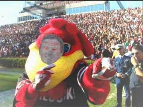 University of South Carolina Gamecocks!