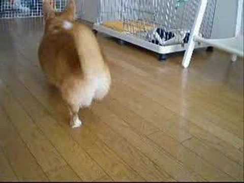 Corgi,Welsh,ウェルシュ