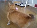 Welsh Corgi  ?????????? ?????????