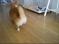 Welsh Corgi  ウェルシュ・コーギー おもちゃ持ってきて