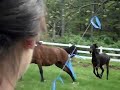 Horses in new pasture