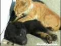 Cat Massage