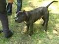 canine dog project 4