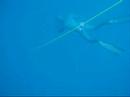 korea freediving team