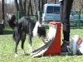 Noah flyball training in Saint Etienne de Crossey Noah flyball training in Saint Etienne de Crossey