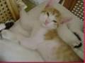 chats paresseux