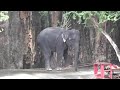 Amazing Thailand Elephant acrobat tight rope walker On Location for the Discovery Channel, I found this elephant that is a tight rope walker