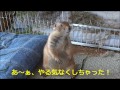 プレーリードッグ巣作り勉強中！