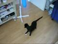 Ventilator Katzenspielzeug
