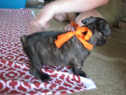 Little Oberon having fun