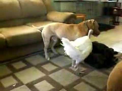 pitbull fights