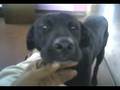 videos de PEREGRIN II