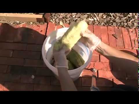 how to harvest luffa