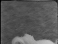 SVT: Barnjournalen - Att skaffa hund 1975 SVT: Barnjournalen - Att skaffa hund 1975